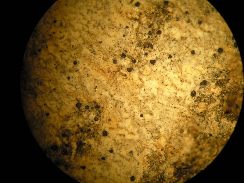 Arthonia patellulata