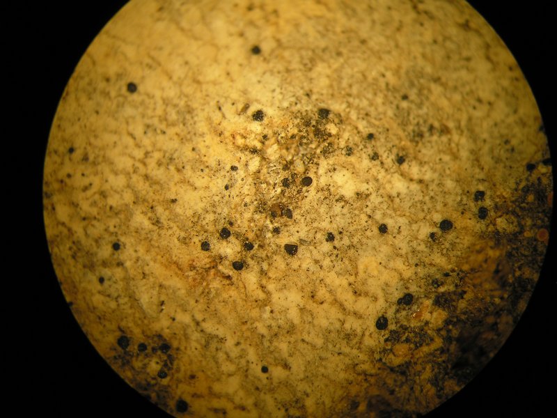 Arthonia patellulata