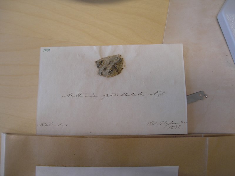 Arthonia patellulata