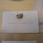 Arthonia patellulata