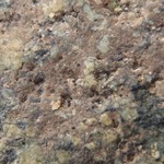 Arthonia phaeobaea