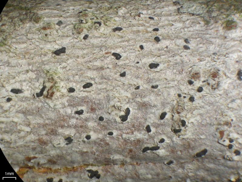 Arthonia pinastri