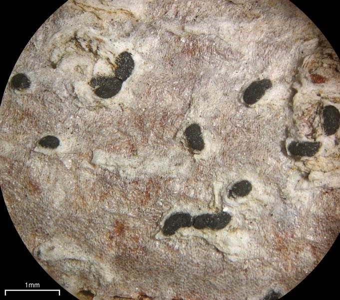 Arthonia pinastri