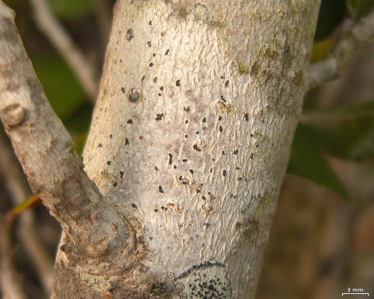 Arthonia pinastri