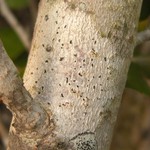 Arthonia pinastri