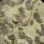 Arthonia pruinata