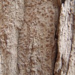 Arthonia pruinata