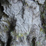 Arthonia pruinata