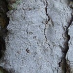 Arthonia pruinata