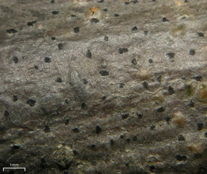 Arthonia punctiformis