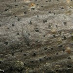 Arthonia punctiformis