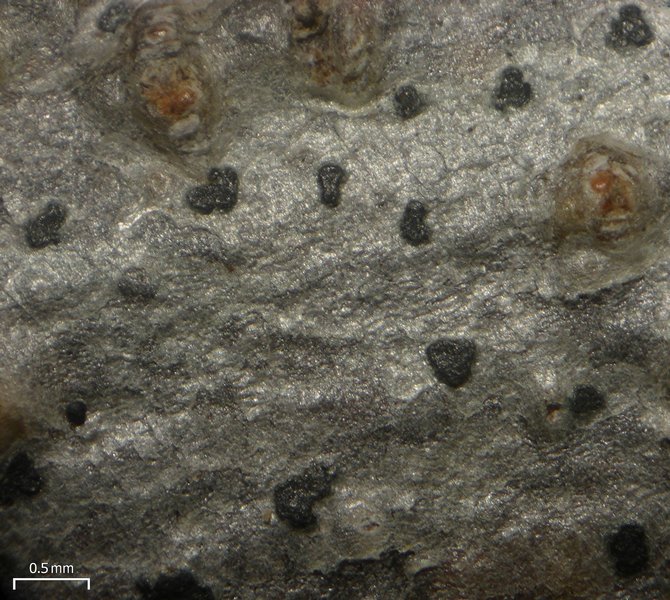 Arthonia punctiformis