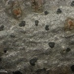 Arthonia punctiformis