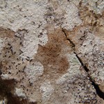 Arthonia pyrrhuliza