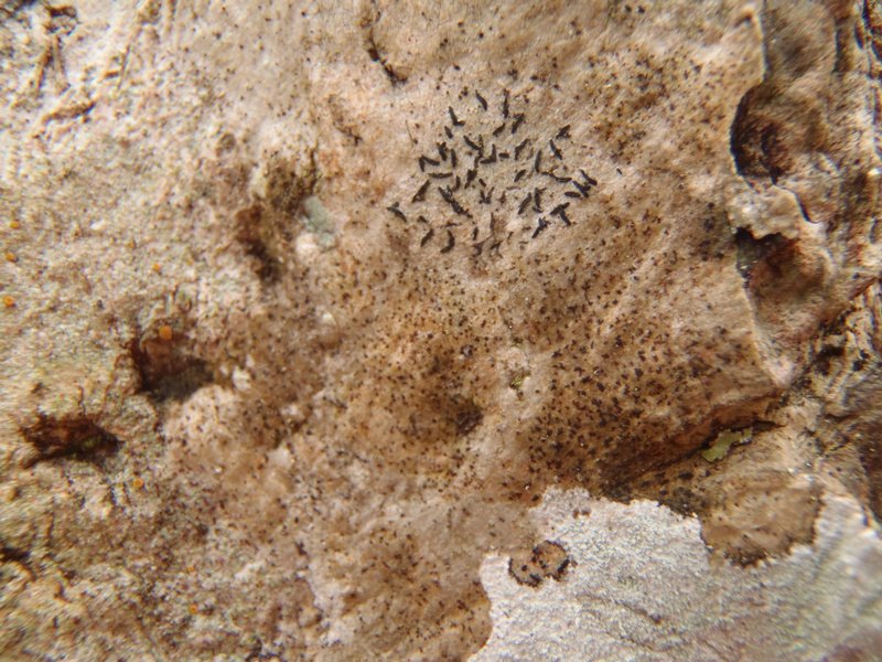Arthonia pyrrhuliza