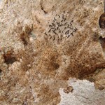 Arthonia pyrrhuliza