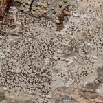 Arthonia pyrrhuliza