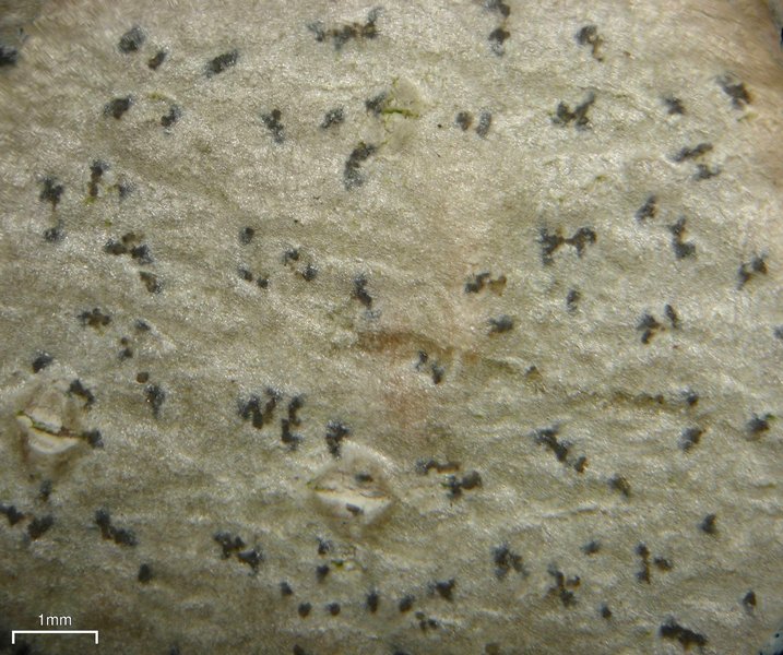 Arthonia quintaria