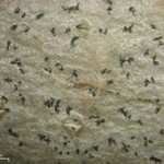 Arthonia quintaria