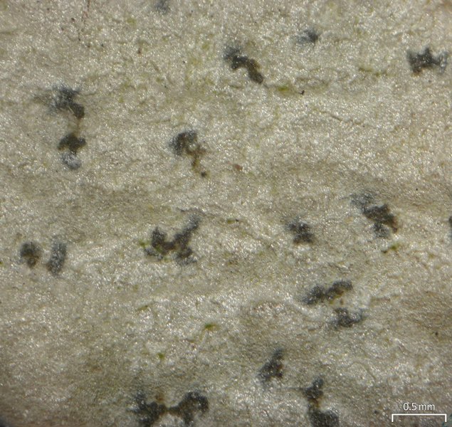Arthonia quintaria