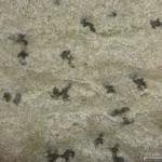Arthonia quintaria