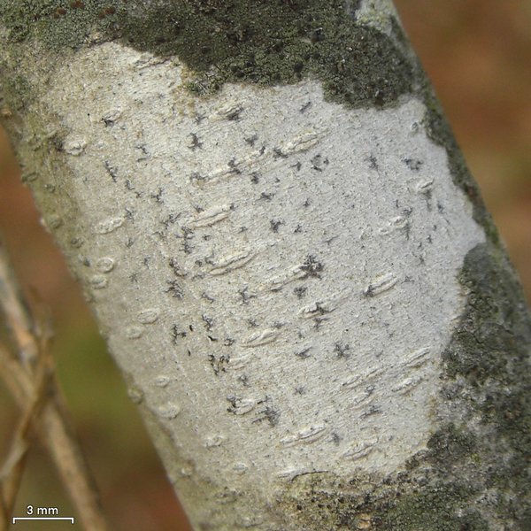 Arthonia quintaria