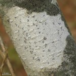 Arthonia quintaria