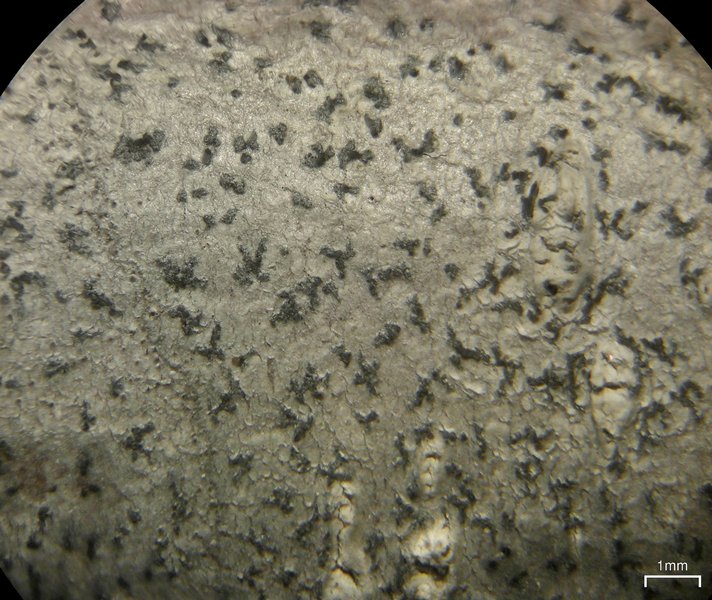 Arthonia quintaria