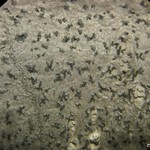 Arthonia quintaria