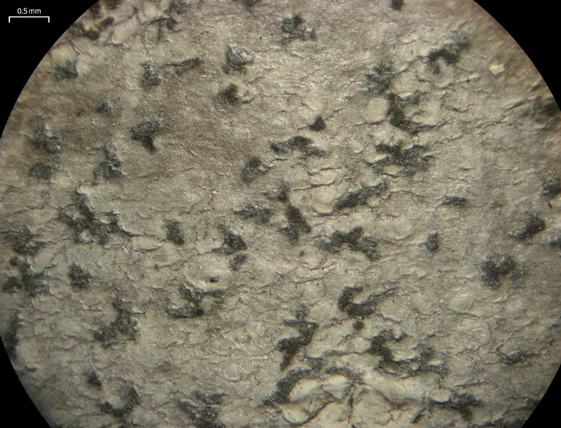 Arthonia quintaria