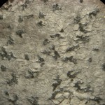 Arthonia quintaria