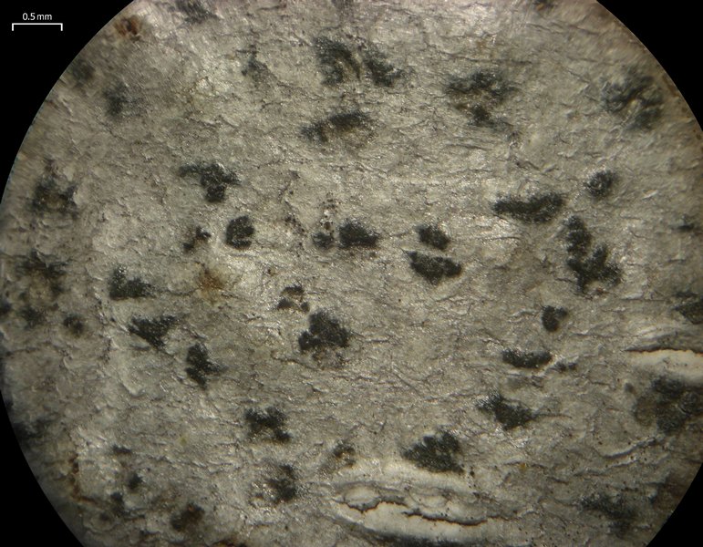 Arthonia quintaria