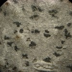 Arthonia quintaria