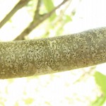 Arthonia radiata