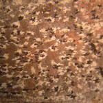 Arthonia radiata