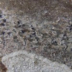 Arthonia radiata