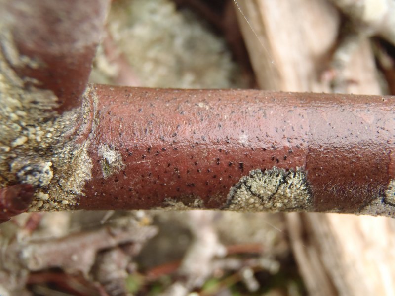 Arthonia ruana