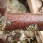 Arthonia ruana