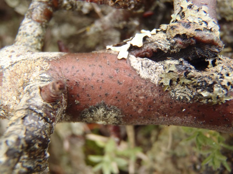 Arthonia ruana