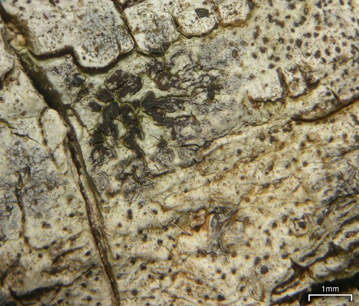 Arthonia rubella