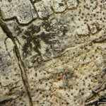 Arthonia rubella