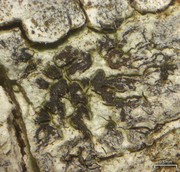Arthonia rubella