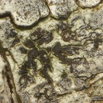 Arthonia rubella