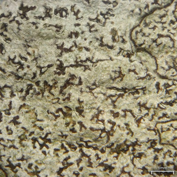 Arthonia rubella