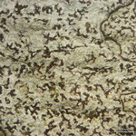 Arthonia rubella