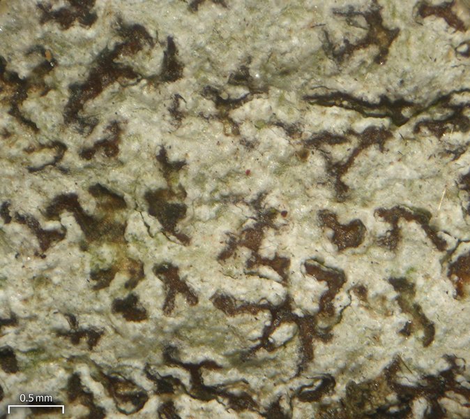 Arthonia rubella