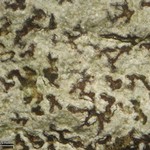 Arthonia rubella