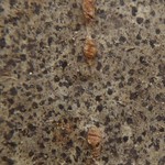 Arthonia spectabilis