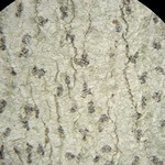 Arthonia susa