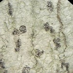 Arthonia susa
